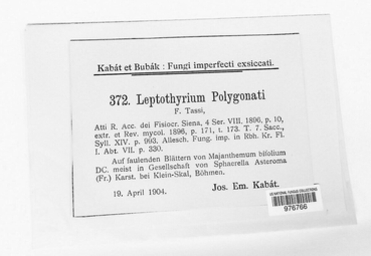Pseudothyrium polygonati image